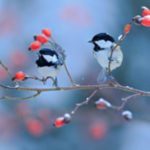 Obrázek epizody HOROSKOPY: Raci, dnešek přeje rozličným životním průlomům. Jedni mají šanci na lásku, jiní prožívají zklamání