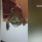 Obrázek epizody Opici vychovává pes