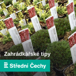 Obrázek epizody Jaké jsou projevy virových onemocnění ovocných stromů a keřů? Skvrny na listech i deformované plody