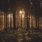 Obrázek epizody Trees Creaking in the Wind: Nature Soundscape