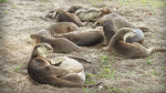 Obrázek epizody The otters of Singapore — and other unexpected wildlife thriving in cities | Philip Johns