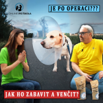 Obrázek epizody #35 Jak ho venčit a zabavit po operaci?