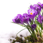 Obrázek epizody HOROSKOPY: Váhy, vyhraďte si více času na partnera. Své sympatie by mohl věnovat jinému