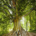 Obrázek epizody Muž, který sázel stromy