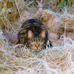 Obrázek epizody Jak dále v roce 2026, Vít Syrový, Duše Má, Neznámá (110.), 17. 12. 2025