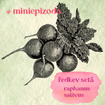 Obrázek epizody #miniepizoda Ředkvičky