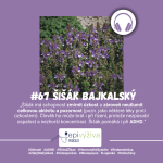 Obrázek epizody #67 ŠIŠÁK BAJKALSKÝ / úzkosti, ADHD, endometrióza, štítná žláza, hormonální systém, zlatý stafylokok, osteoporóza, menopauza, lupenka