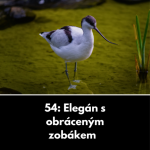 Obrázek epizody 54: Elegán s obráceným zobákem