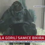 Obrázek epizody V pražské ZOO zemřela gorilí samice Bikira (zdroj: CNN Prima NEWS)