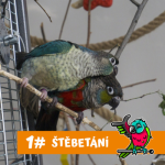 Obrázek epizody Je papoušek vhodným mazlíčkem pro mě?