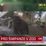 Obrázek epizody Videohovory pro šimpanze v zoo Brno