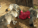 Obrázek epizody Tragický kontakt s vlkem