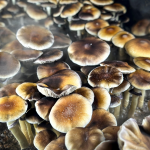 Obrázek epizody Trump is backing psychedelic research: here’s why