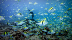 Obrázek epizody A bold plan to protect 30 percent of the Earth's surface and ocean floor | Enric Sala