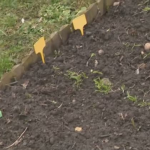 Obrázek epizody Lidé vyrazili na zahrady