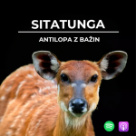 Obrázek epizody 81: Antilopa z bažin | Sitatunga