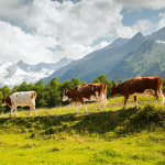 Obrázek epizody 186: Farm in the Alps: Nature Soundscape with Cowbells