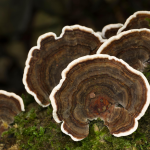 Obrázek epizody Revisited: do medicinal mushroom products actually work?