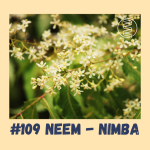 Obrázek epizody #109 NEEM - NIMBA / epigenetika, oprava DNA, zánět, ajurveda, antimikrobiální působení, antioxidant, autofagie, buněčná smrt, glutation, diabetes, antikoncepce, svrab, ekzem, vaginální mykóza