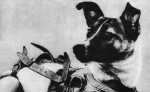 Obrázek epizody 3. listopadu: Den, kdy Sověti poslali do vesmíru psa Lajku