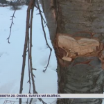 Obrázek epizody Záhadný ničitel stromů