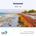 Obrázek epizody Mass of seaweed heading for Caribbean beaches | Learn English phrase 'wash up'