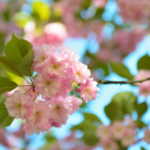 Obrázek epizody HOROSKOPY: Lvi, vaše nálady se rychle mění, setkáte se s úsměvy i hněvem