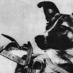 Obrázek epizody 3. listopadu: Den, kdy Sověti poslali do vesmíru psa Lajku