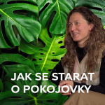 Obrázek epizody Jak pěstovat pokojovky