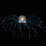 Obrázek epizody The immortal jellyfish and other mindblowing invertebrates