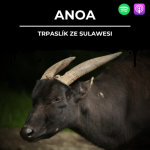 Obrázek epizody 89: ANOA | Trpaslík ze Sulawesi