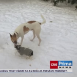 Obrázek epizody Se psem mě baví svět