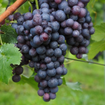 Obrázek epizody 2021/10/03 Vitis vinifera (Otmar Humplík)