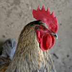 Obrázek epizody Jak k nám přibyli oveny a slepiny 🐑🐓