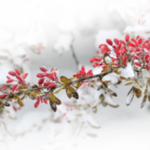 Obrázek epizody HOROSKOPY: Býci, radost vám udělá partner i rodina, volný průběh má mít láska