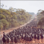 Obrázek epizody 09 - Válka s Emu