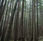 Obrázek epizody From Tree to Shining Tree
