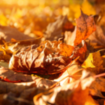 Obrázek epizody HOROSKOPY: Štíři, opatrně dávkujte své emoce i maličkosti vás můžou rozčílit