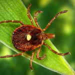 Obrázek epizody Return of Alpha Gal