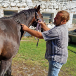 Obrázek epizody Frau Štěpánka vypravuje - Příběh zachráněných koní v Mukařově