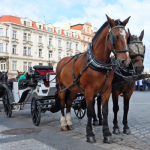 Obrázek epizody Centrum Prahy bez koňských povozů? Zneužívání zvířat není atrakce, nesmíme to tolerovat, říká Plicka