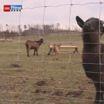 Obrázek epizody Prima mazlíček Jan Šťastný