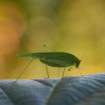 Obrázek epizody Soothing Crickets Chirping Sound