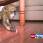 Obrázek epizody Fenka převzala péči o kočkodana (zdroj: CNN Prima NEWS)