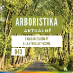 Obrázek epizody Pajasan žláznatý - Ailanthus altissima - Arboristika aktuálně #043