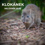 Obrázek epizody 59: Živí se houbami, na nohou má srostlé prsty, dorůstá velikosti menšího králíka, ale zásadně podporuje krajinu kolem sebe | Klokánek krysí