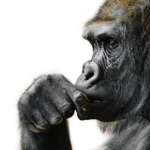 Obrázek epizody V pražské ZOO zemřela gorilí samice Bikira