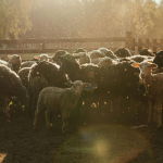 Obrázek epizody Akční pastýři