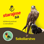 Obrázek epizody Vtáky: Sokoliarstvo