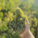 Obrázek epizody in vino veritas